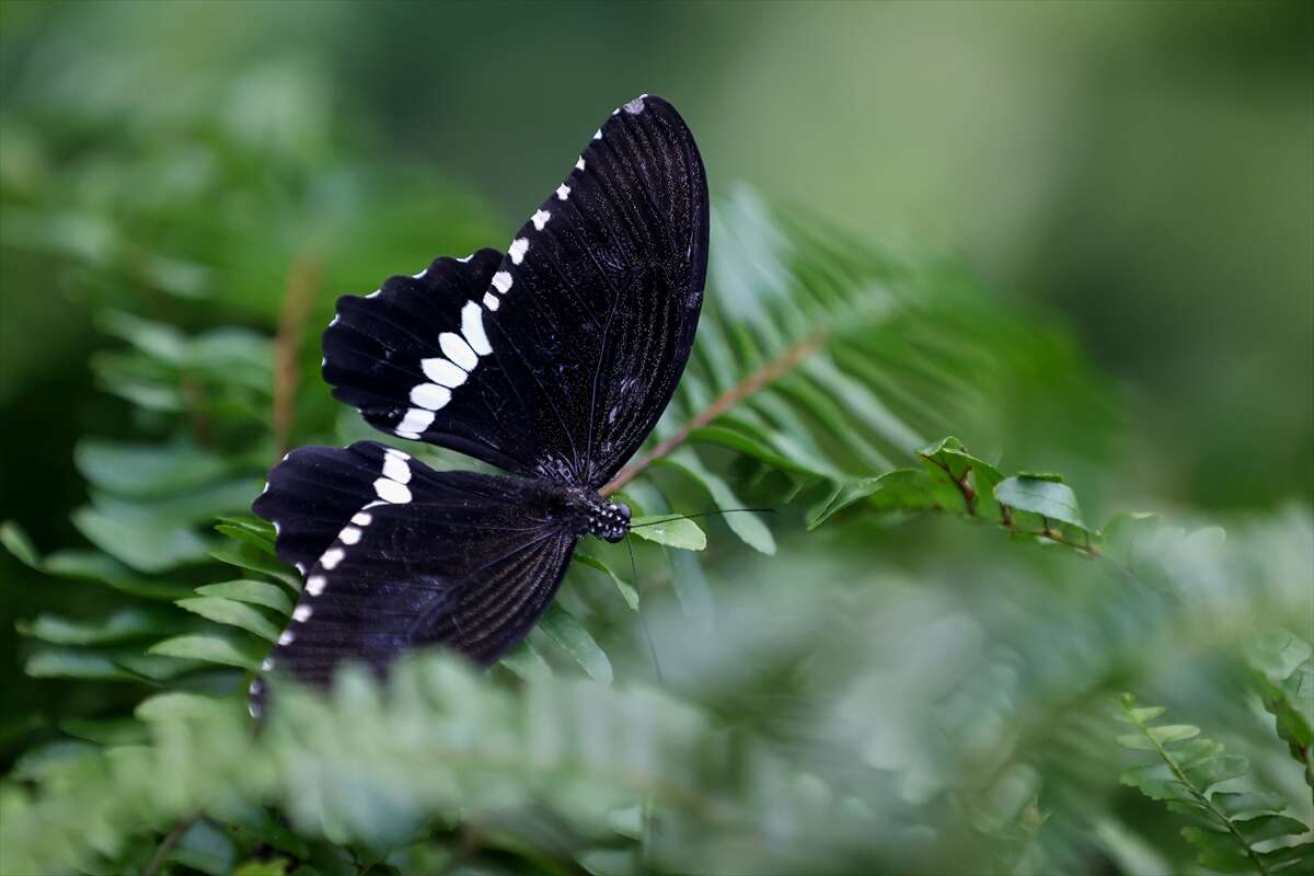 Şebi Arus için gelenler Konya’nın ünlü mekanında huzur bulacak 20